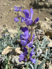 Salvia canescens