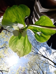 Trillium cernuum