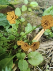 Lapsanastrum apogonoides