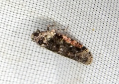 Catonia