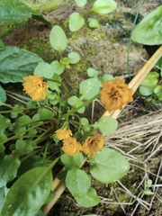 Lapsanastrum apogonoides