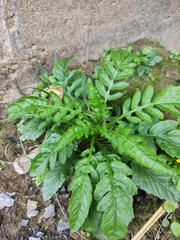 Rorippa indica