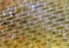 Membranipora membranacea