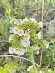 Phacelia ixodes