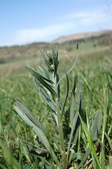 Anchusa leptophylla