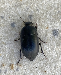 Coniontis ovalis