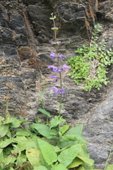 Salvia kuznetzovii