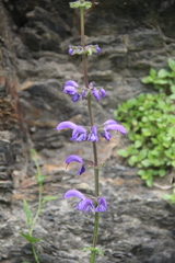 Salvia kuznetzovii