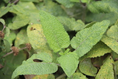 Salvia kuznetzovii