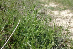 Vicia tenuifolia dalmatica