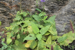 Salvia kuznetzovii