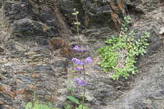Salvia kuznetzovii