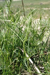 Vicia tenuifolia dalmatica