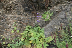 Salvia kuznetzovii