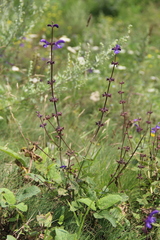 Salvia kuznetzovii