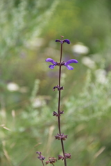 Salvia kuznetzovii