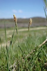Carex tomentosa