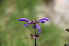 Salvia kuznetzovii