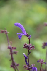 Salvia kuznetzovii
