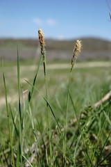 Carex tomentosa