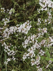 Valerianella longiflora