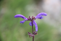 Salvia kuznetzovii