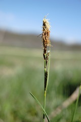 Carex tomentosa