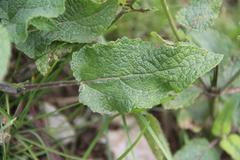 Salvia kuznetzovii