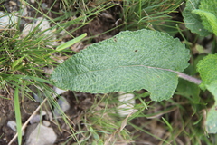 Salvia kuznetzovii
