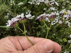 Valerianella longiflora