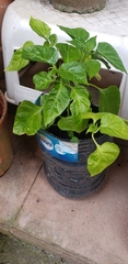 Capsicum chinense