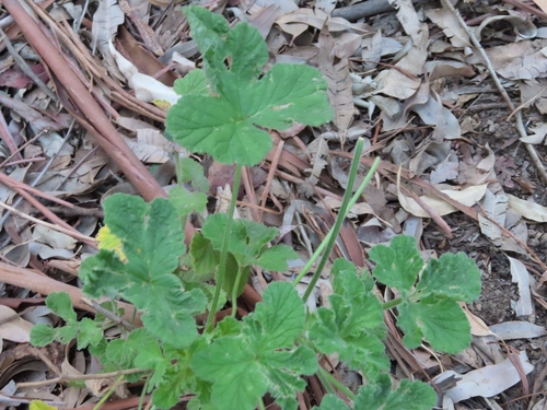 Image of Pelargonium vitifolium by (c) linkie, some rights reserved (CC BY)