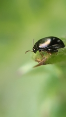 Psylliodes chalcomera