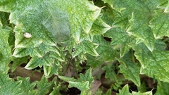 Psylliodes chalcomera