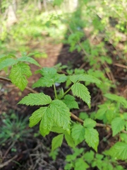Rubus idaeus