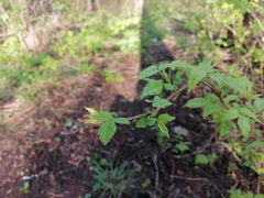 Rubus idaeus