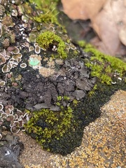 Psora pseudorussellii