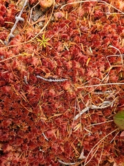 Drosera rotundifolia image