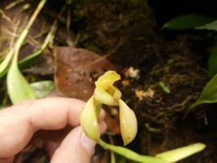 Maxillaria porrecta