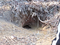 Hystrix africaeaustralis