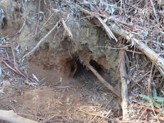 Hystrix africaeaustralis