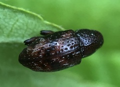 Tyloderma