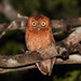 Sokoke Scops-Owl - Photo (c) Peter Steward, some rights reserved (CC BY-NC)