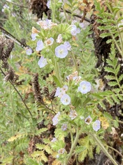 Phacelia ixodes