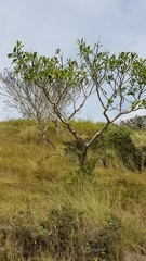 Plumeria tuberculata