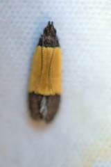 Anacampsis coverdalella