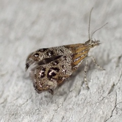 Tebenna gnaphaliella