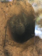 Fallicambarus wallsi