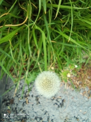 Taraxacum officinale