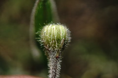 Leontodon biscutellifolius